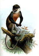 Cercopithecus erythrogaster