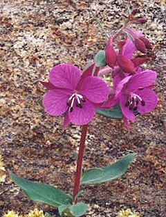 Epilobium latifolium