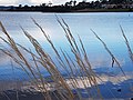 Derwent River, near Claremont