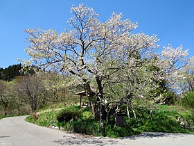 巡礼桜