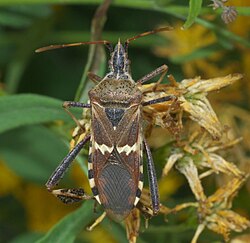 Leptoglossus clypealis