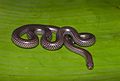 Trilepida type species; Big-scaled blind snake (T. macrolepis)