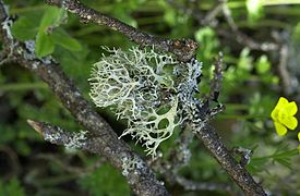 Lichens (champignons spécialisés)