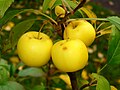 Image 36Malus sylvestris (from List of trees of Great Britain and Ireland)