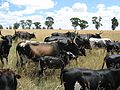 恩古尼人蓄养恩古尼牛（英语：Nguni cattle）