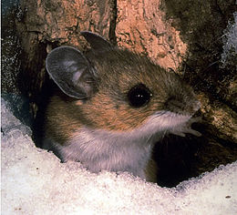 Őzegér (Peromyscus maniculatus)