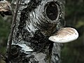 Birkenporling (Piptoporus betulinus)