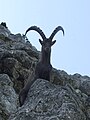 Steinbock bei der Benediktenwand, 15. August 2009