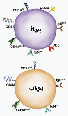 يمكن تمييز خلايا بي1 بناءً على تعبير CD5 إلى نوعين: خلايا بي1أ (CD5+) وخلايا بي1ب (CD5−).