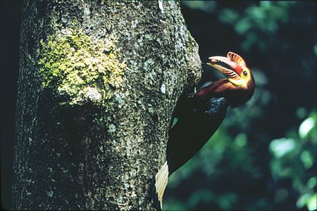 Waldens jaarvogel (Aceros waldeni)