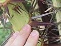 Macauba-Palme, (Acrocomia aculeata) (Costa Rica, Pazifik-Küste, Nationalpark Manuel Antonio)