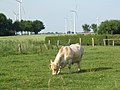 Norderwöhrden: Rind vor Spargelfeld