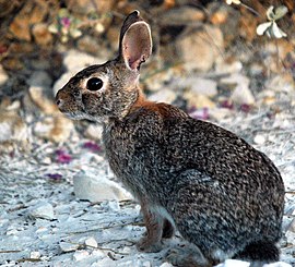 Sylvilagus aquaticus