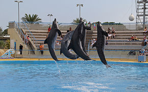 Grands dauphins.