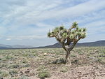 Joshua-Tree-Nationalpark