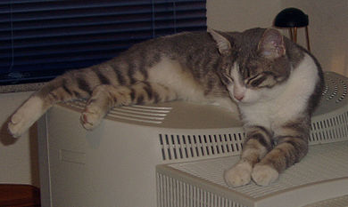 Kater Felix (* August 2005; † 12. September 2006 wegen Hirntumor)