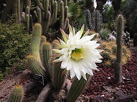 Echinopsis spachiana