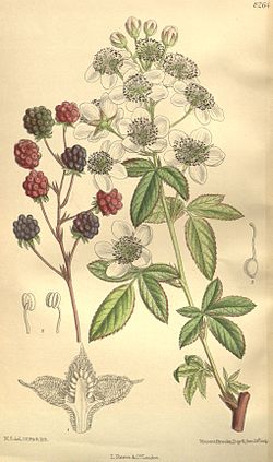 Rubus canadensis.