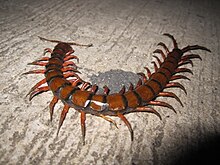 Scolopendra gigantea.jpg