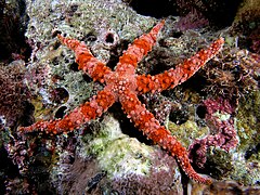 Magnum asteroideum rubrum in Komodo National Park Indonesiae