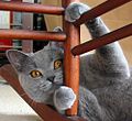 Un British Shorthair bleu