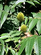 Platycarya strobilacea.