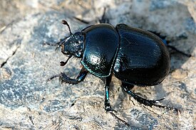 Anoplotrupes stercorosus