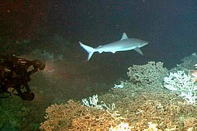 Imagem de um Carcharhinus altimus na costa da Carolina do Norte