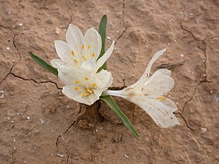 <center>Colchicum ritchii</center>