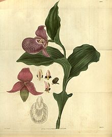 Cypripedium macranthos.jpg