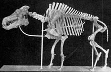 Daeodon skeleton.jpg