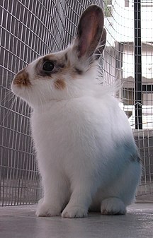 A rabbit