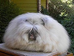 Race angora anglais