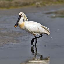 Skeistork Foto: Andreas Trepte