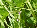 他の植物に巻きついて生育するツルマメ