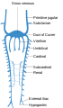 Scheme of arrangement of parietal veins.