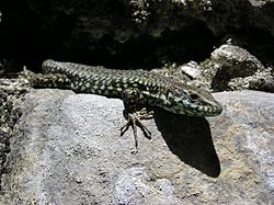 Podarcis muralis