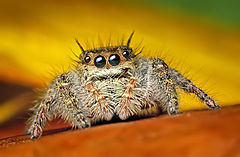 Description de l'image Phidippus princeps.jpg.