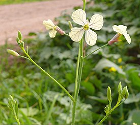 Peltoretikka (Raphanus raphanistrum)