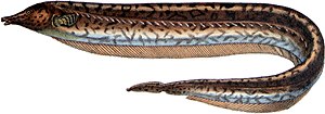 Rhamphichthys marmoratus