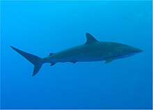 Underwater side view of a streamlined olive shark with a pointed snout and a small dorsal fin against blue water