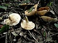 ! Tricholoma acerbum !