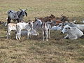 Brahman (Zebu), Costa Rica, Pazifik-Küste