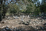 White headstones with Arabic inscriptions dot the ground, as well as rocks outlining burial spots devoid of inscriptions. There are a number of olive trees, among other types.