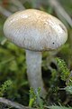 Cortinarius epipoleus