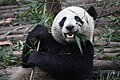 Sauvez un bambou : Mangez un panda !