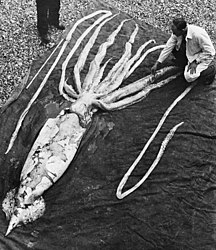 #137 (2/10/1954) Specimen measuring 9.24 m in total length found in Trondheimsfjord, Norway