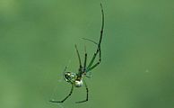 Orchard Spider ( Leucauge venusta )