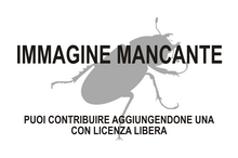 Immagine di Chalcophlocteis mancante