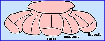 La cua de l'escamarlà (Nephrops norvegicus). Els uropodis flanquegen el tèlson; és visible una sutura transversal (dièresi) a l'exopodi (part exterior) de cada uropodi.